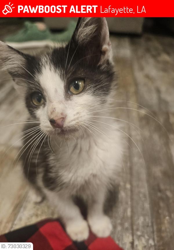 Lost Male Cat last seen Lafayette Oaks, Lafayette, LA 70506