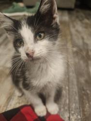 Lost Male Cat last seen Lafayette Oaks, Lafayette, LA 70506