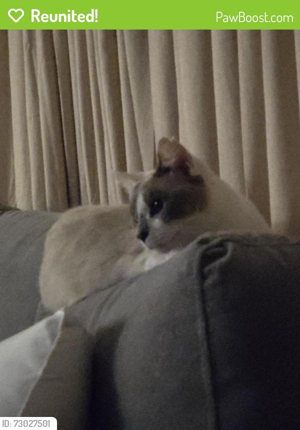 Reunited Female Cat last seen Millard Street, Norfolk, VA 23518