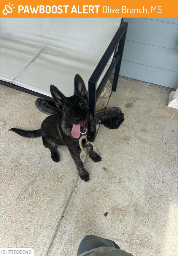 Found/Stray Female Dog last seen Hyve Solutions and Dabney Nursery, Olive Branch, MS 38125