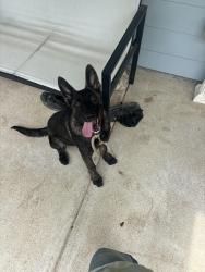 Found/Stray Female Dog last seen Hyve Solutions and Dabney Nursery, Olive Branch, MS 38125
