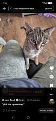 Lost Female Cat last seen Carlisle Drive, Paradise, NL 