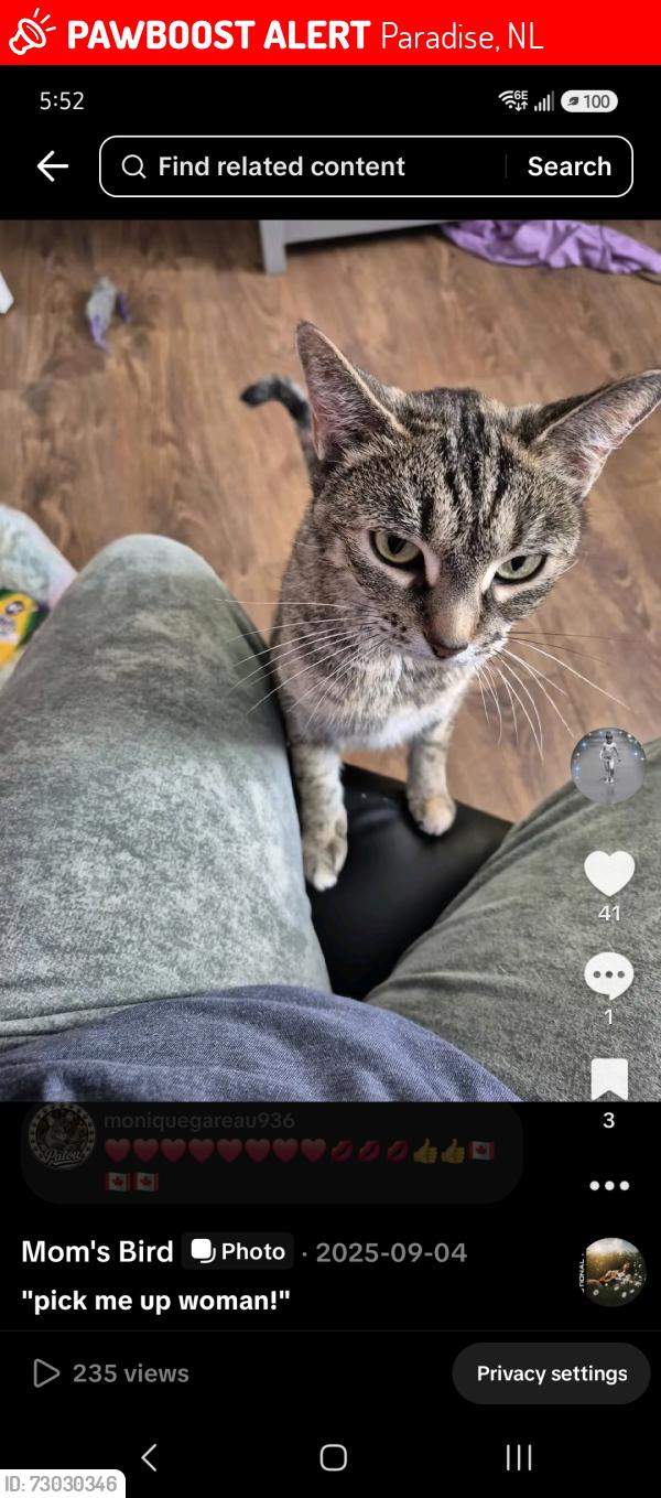 Lost Female Cat last seen Carlisle Drive, Paradise, NL 