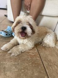 Found/Stray Male Dog last seen Near Willow Trce Los Lunas New Mexico 87931, Las Maravillas, NM 87031