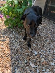 Reunited Female Dog last seen Jungs Station , Saint Charles, MO 63303