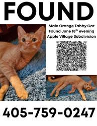 Found/Stray Male Cat last seen sw 34th and eastern Moore OK, Moore, OK 73160