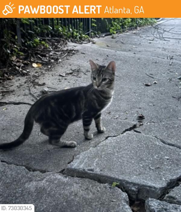 Found/Stray Unknown Cat last seen Argonne Ave NE, Atlanta, GA 30308
