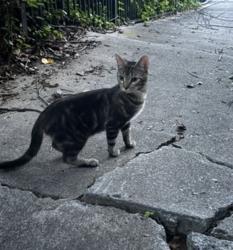 Found/Stray Unknown Cat last seen Argonne Ave NE, Atlanta, GA 30308