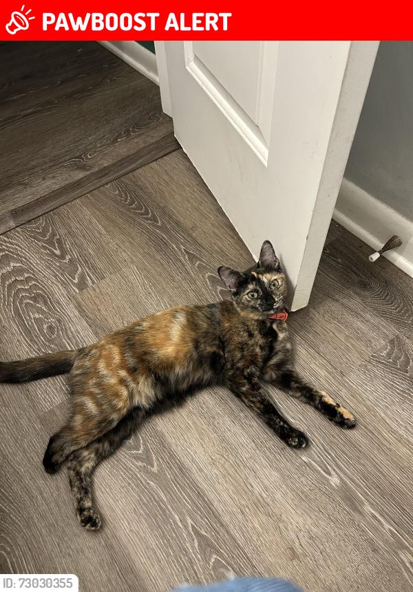 Lost Female Cat last seen Near northwestern ave altamonte springs fl 32714, Altamonte Springs, FL 32714
