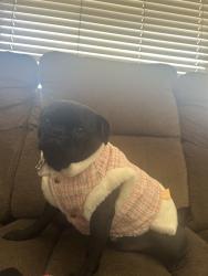 Reunited Female Dog last seen Near Monty road, Toms River, NJ 08753