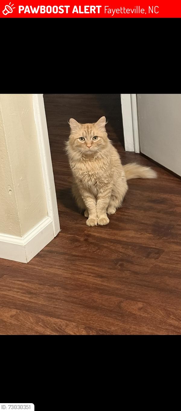 Lost Male Cat last seen Gillespie street across from the Walmart, Fayetteville, NC 28306
