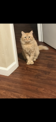 Lost Male Cat last seen Gillespie street across from the Walmart, Fayetteville, NC 28306