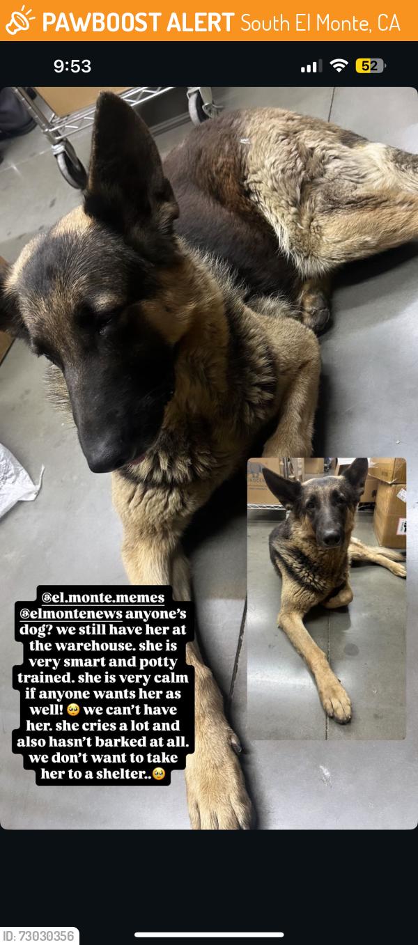 Found/Stray Female Dog last seen Chico & rush street , South El Monte, CA 91733