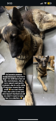 Found/Stray Female Dog last seen Chico & rush street , South El Monte, CA 91733