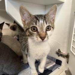 Shelter Stray Male Cat last seen , 8020 Washington St, Port Richey, FL 34668, USA