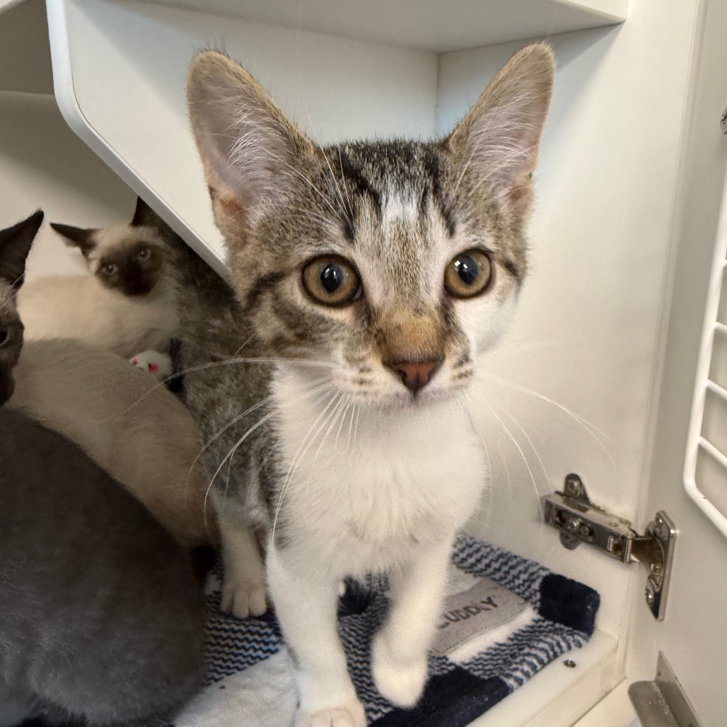 Shelter Stray Male Cat last seen , 8020 Washington St, Port Richey, FL 34668, USA