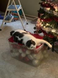 Lost Male Cat last seen Sunnyside &63rd street, Indianapolis, IN 46236