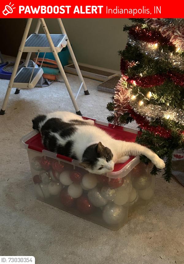 Lost Male Cat last seen Sunnyside &63rd street, Indianapolis, IN 46236