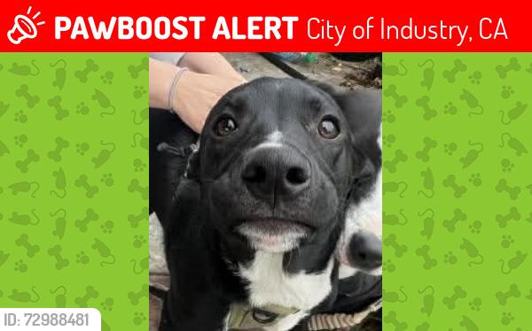 Lost Male Dog last seen Near Mc Donald's .. C Karina road and Fullerton road Rowland Heights, City of Industry, CA 91748