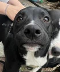 Lost Male Dog last seen Near Mc Donald's .. C Karina road and Fullerton road Rowland Heights, City of Industry, CA 91748