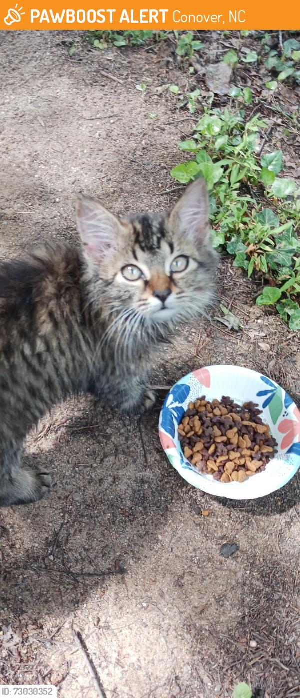 Found/Stray Unknown Cat last seen Lake Hickory Campground, Conover, NC 28613