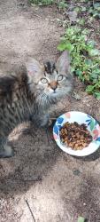 Found/Stray Unknown Cat last seen Lake Hickory Campground, Conover, NC 28613