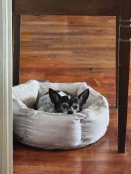Lost Female Dog last seen Central ave , Riverside, CA 92507