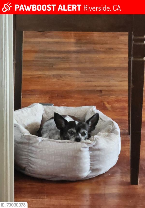 Lost Female Dog last seen Central ave , Riverside, CA 92507