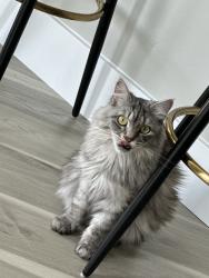 Reunited Female Cat last seen Near Buttonwood Ave, Malvern, PA 19355, USA, Malvern, PA 19355