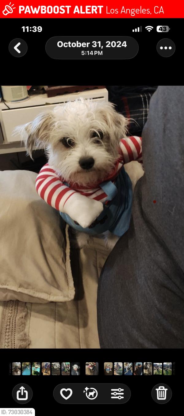 Lost Male Dog last seen Stagg/Klump between Vineland and Tujunga , Los Angeles, CA 91605