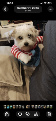 Lost Male Dog last seen Stagg/Klump between Vineland and Tujunga , Los Angeles, CA 91605