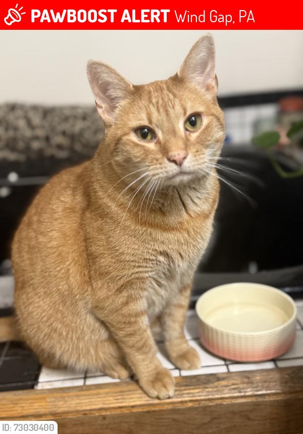 Lost Male Cat last seen Jacobsburd rd, Wind Gap, PA 18091