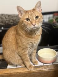 Lost Male Cat last seen Jacobsburd rd, Wind Gap, PA 18091