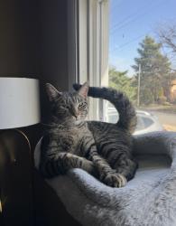 Reunited Male Cat last seen Twin Mills blvd and Park Drive , Fort Worth, TX 76179