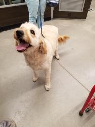 Found/Stray Female Dog last seen Byngmount Ave and Goodwin Road, Mississauga, ON L5G