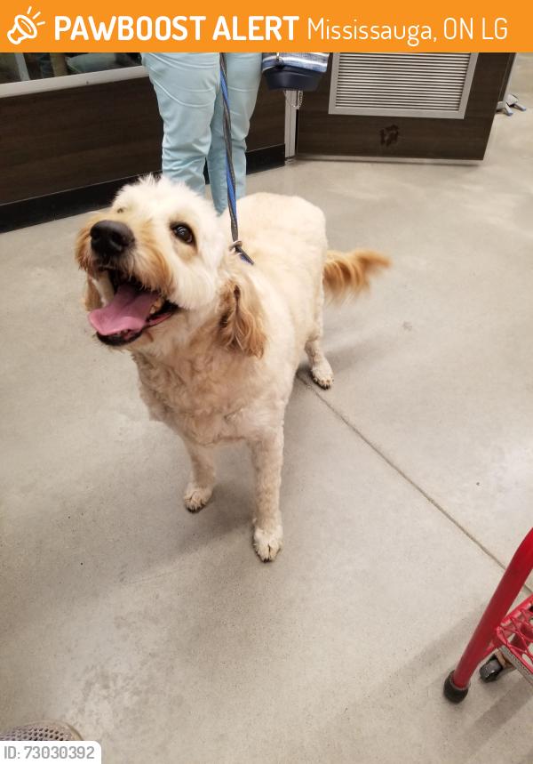 Found/Stray Female Dog last seen Byngmount Ave and Goodwin Road, Mississauga, ON L5G