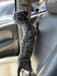 Found/Stray Male Dog last seen Orlando and fairmont, Knoxville, TN 37917