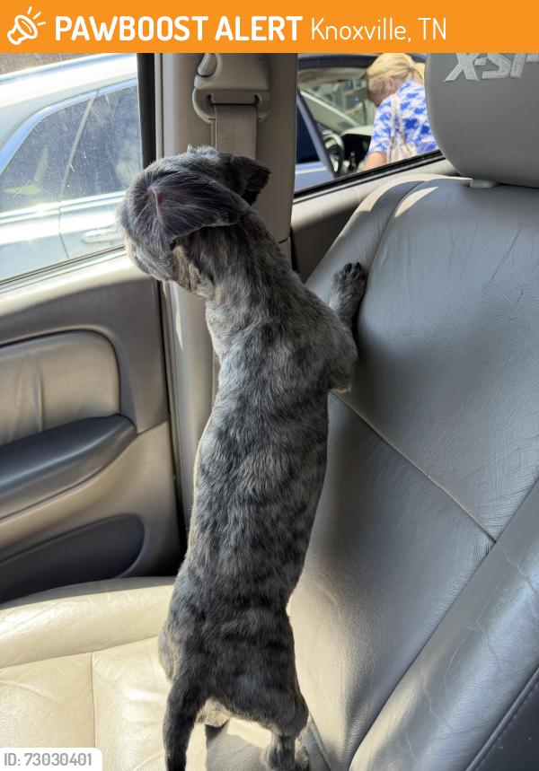 Found/Stray Male Dog last seen Orlando and fairmont, Knoxville, TN 37917