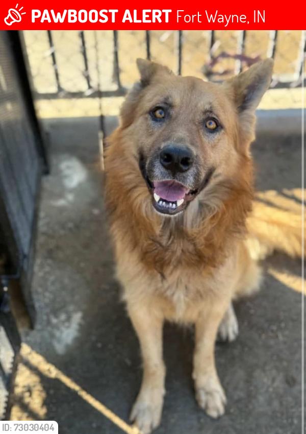 Lost Male Dog last seen Maplewood and Btiarcliff. , Fort Wayne, IN 46835