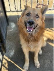 Lost Male Dog last seen Maplewood and Btiarcliff. , Fort Wayne, IN 46835