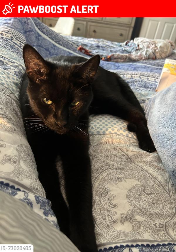 Lost Male Cat last seen Spinning Wheel and Embassy, Canton Township, MI 48187