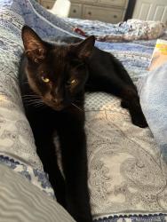Lost Male Cat last seen Spinning Wheel and Embassy, Canton Township, MI 48187