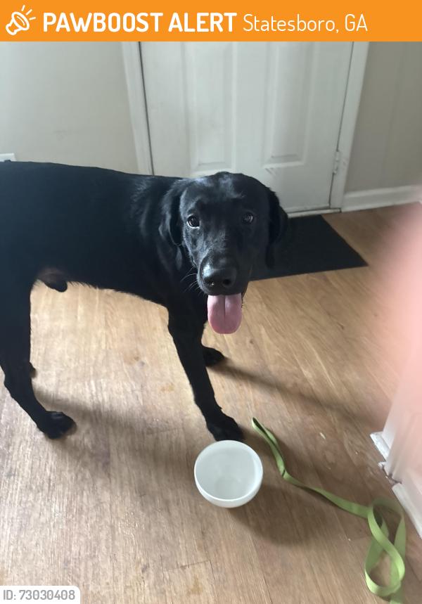 Found/Stray Male Dog last seen Near Kennedy hall, Statesboro, GA 30458