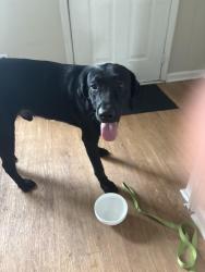 Found/Stray Male Dog last seen Near Kennedy hall, Statesboro, GA 30458