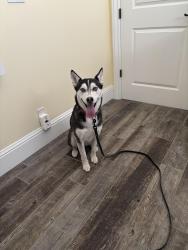 Found/Stray Female Dog last seen Russel Dr. & Swingle Road, Folsom, CA 95630