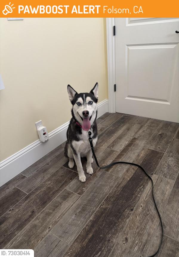 Found/Stray Female Dog last seen Russel Dr. & Swingle Road, Folsom, CA 95630