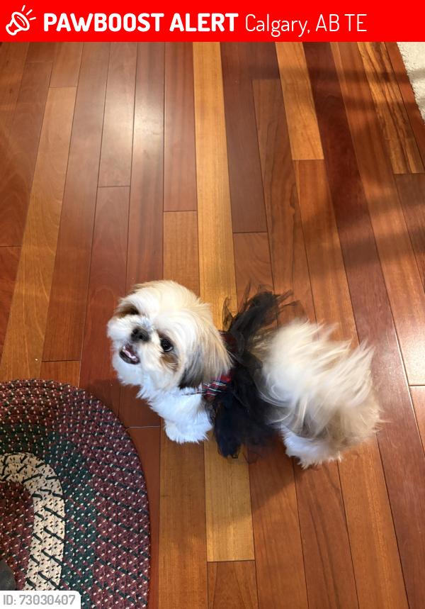 Lost Female Dog last seen Near McGonigal Dr Ne, Calgary, AB T2E