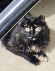 Lost Female Cat last seen Indian Ridge, Vermilion, OH 44089