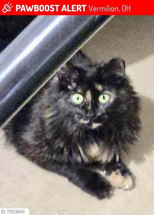 Lost Female Cat last seen Indian Ridge, Vermilion, OH 44089