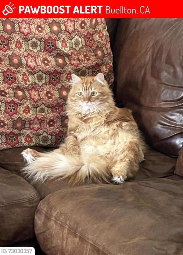 Lost Female Cat last seen La Lata Dr, Buellton, CA 93427
